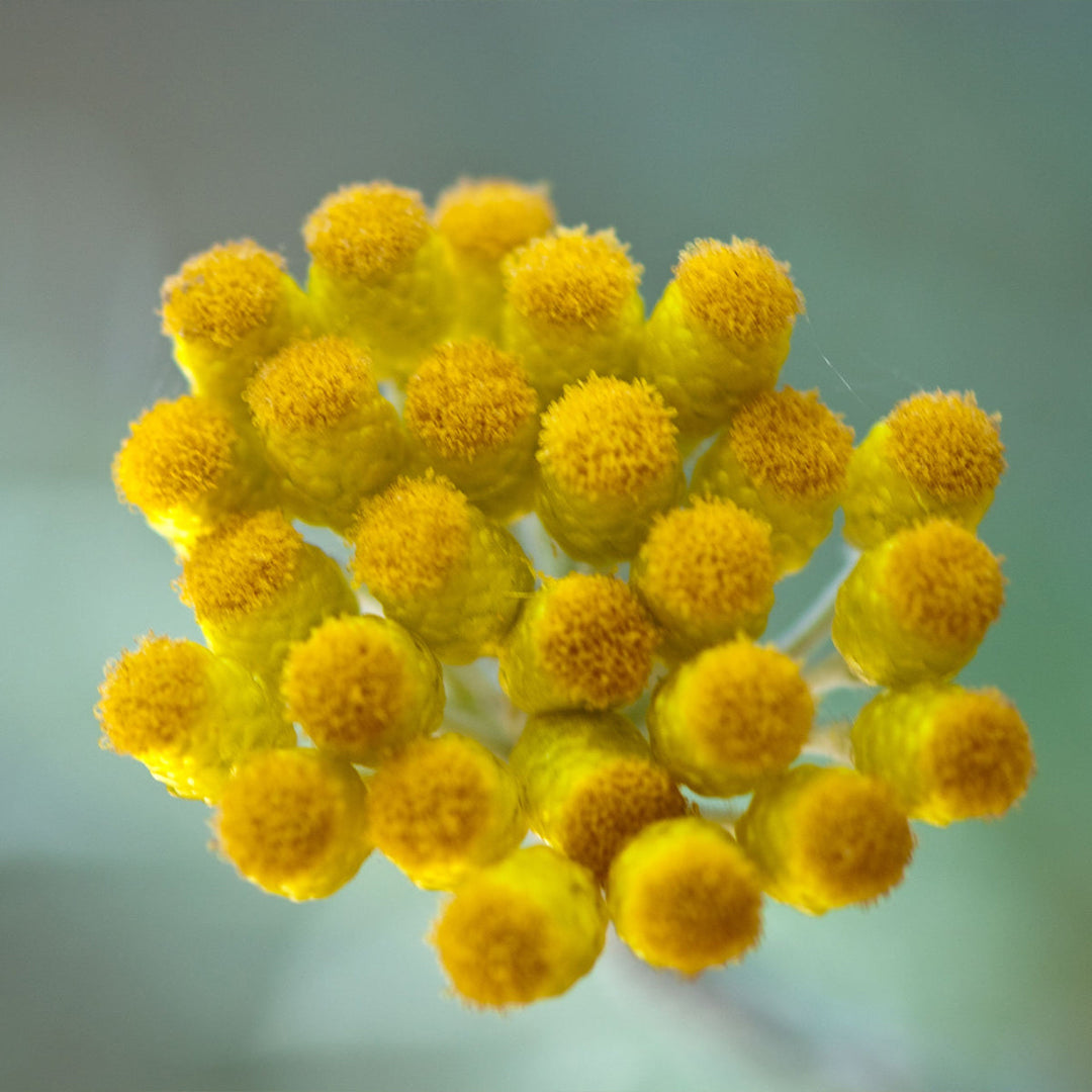 Homemade Spilanthes Tincture and Extract Recipe using Food Grade Ethanol