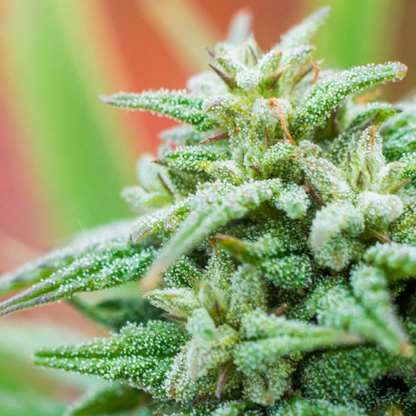 About Therapeutic Effects of Various Cannabinoids - THC, CBD, CBV, CBG and more explored