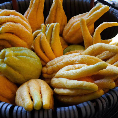 Homemade Buddha's Hand Extraction Recipe using 200 Proof Food Grade Ethanol