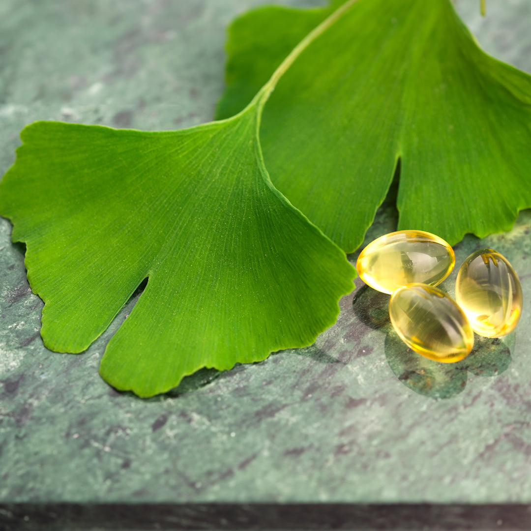 Homemade Ginkgo Biloba Tincture and Extract Recipe