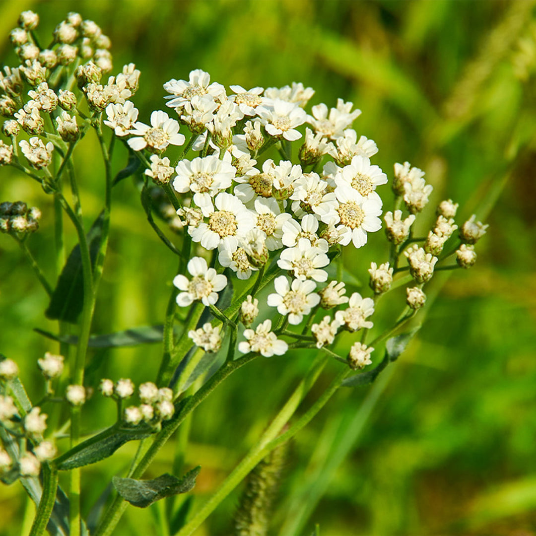 Homemade Shepherd’s Purse Tincture and Extract Recipe using Food Grade Ethanol