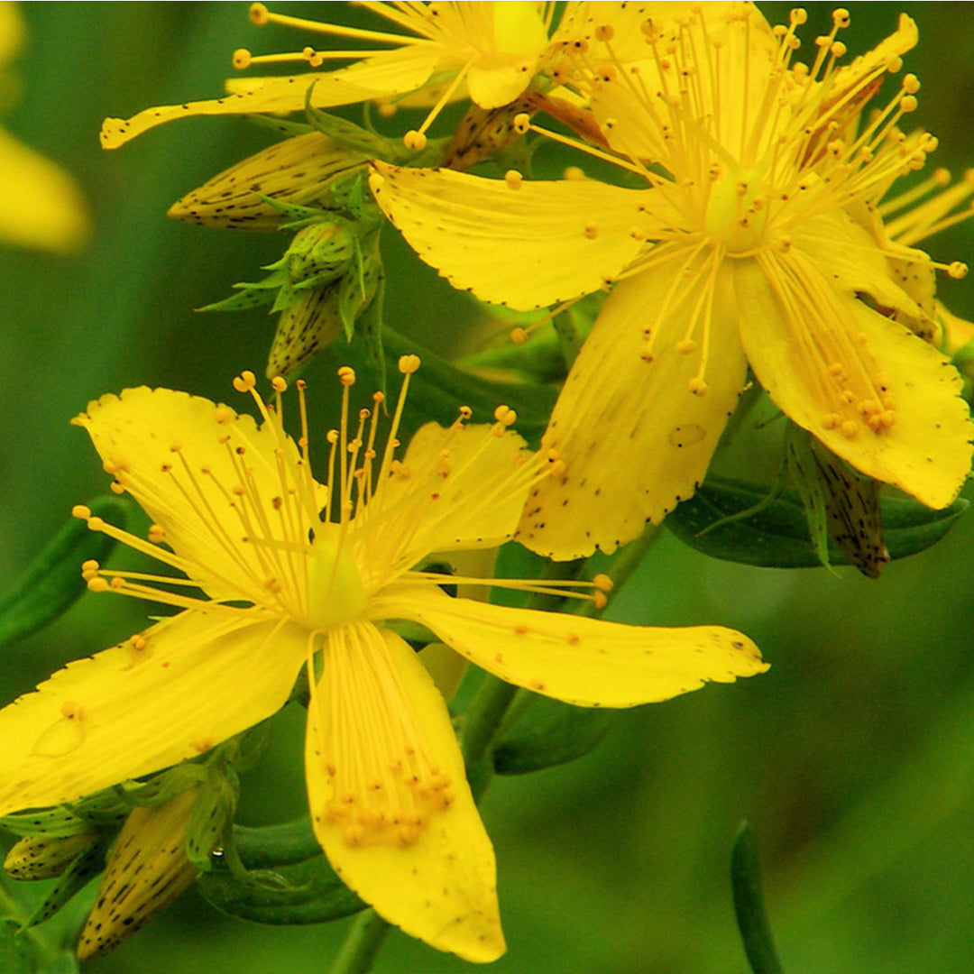Homemade St. John’s Wort Tincture and Extract Recipe using Food Grade Ethanol